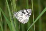 Vorschaubild Lepidoptera, Nymphalidae, Melanargia galathea, Schachbrett_2008_06_23--09-00-24.jpg 
