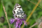 Vorschaubild Lepidoptera, Nymphalidae, Melanargia galathea, Schachbrettfalter_2020_06_21--10-27-24.jpg 