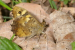 Vorschaubild Lepidoptera, Nymphalidae, Pararge aegeria_2007_04_13--12-19-57.jpg 