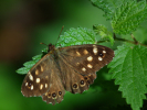 Vorschaubild Lepidoptera, Nymphalidae, Pararge aegeria_2010_09_03--11-00-45.jpg 