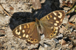 Vorschaubild Lepidoptera, Nymphalidae, Pararge aegeria_2020_04_08--09-40-51.jpg 