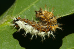 Vorschaubild Lepidoptera, Nymphalidae, Polygonia c-album, C-Falter, Raupe_2022_08_22--09-17-22.jpg 