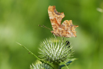 Vorschaubild Lepidoptera, Nymphalidae, Polygonia c-album, C-Falter_2019_07_24--10-54-12.jpg 