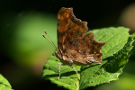 Vorschaubild Lepidoptera, Nymphalidae, Polygonia c-album, C-Falter_2022_07_12--09-37-49.jpg 