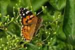 Vorschaubild Lepidoptera, Nymphalidae, Vanessa cardui, Distelfalter_2006_07_11--09-34-55.jpg 