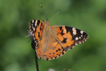 Vorschaubild Lepidoptera, Nymphalidae, Vanessa cardui, Distelfalter_2018_07_09--11-26-25.jpg 