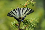 Vorschaubild Lepidoptera, Papilionidae, Iphiclides podalirius, Segelfalter_2017_06_20--11-26-18.jpg 