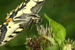Vorschaubild Lepidoptera, Papilionidae, Papilio machaon, Schwalbenschwanz_2006_07_29--14-32-21.jpg 