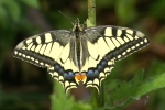 Vorschaubild Lepidoptera, Papilionidae, Papilio machaon, Schwalbenschwanz_2006_07_29--14-47-31.jpg 