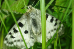 Vorschaubild Lepidoptera, Papilionidae, Parnassius apollo, Apollofalter_2010_05_26--07-10-21.jpg 