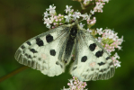 Vorschaubild Lepidoptera, Papilionidae, Parnassius apollo, Apollofalter_2010_06_28--06-21-21.jpg 