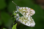 Vorschaubild Lepidoptera, Pieridae, Anthocharis cardamines, Aurora-Falter, Paarung_2005_05_27--17-22-25.jpg 