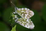 Vorschaubild Lepidoptera, Pieridae, Anthocharis cardamines, Aurora-Falter, Paarung_2005_05_27--17-22-49.jpg 