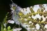 Vorschaubild Lepidoptera, Pieridae, Anthocharis cardamines, Aurora-Falter, Paarung_2005_05_27--17-25-17.jpg 
