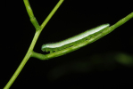 Vorschaubild Lepidoptera, Pieridae, Anthocharis cardamines, Aurora-Falter, Raupe_2009_06_08--12-44-33.jpg 