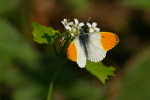 Vorschaubild Lepidoptera, Pieridae, Anthocharis cardamines, Aurora-Falter_2007_04_29--12-25-31.jpg 