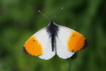 Vorschaubild Lepidoptera, Pieridae, Anthocharis cardamines, Aurorafalter, Maennchen_2016_06_06--13-21-32.jpg 