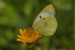 Vorschaubild Lepidoptera, Pieridae, Colias hyale, Goldene Acht_2020_08_27--12-27-44.jpg 