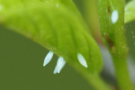 Vorschaubild Lepidoptera, Pieridae, Gonepteryx rhamni, Zitronenfalter, Eier_2023_05_04--08-30-32.jpg 