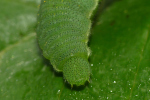 Vorschaubild Lepidoptera, Pieridae, Gonepteryx rhamni, Zitronenfalter, Larve_2022_06_01--08-40-04.jpg 