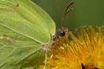 Vorschaubild Lepidoptera, Pieridae, Gonepteryx rhamni, Zitronenfalter_2018_04_11--12-42-20.jpg 