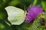 Vorschaubild Lepidoptera, Pieridae, Gonepteryx rhamni, Zitronenfalter_2019_07_26--10-31-11.jpg 
