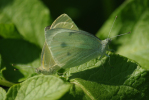 Vorschaubild Lepidoptera, Pieridae, Pieris brassicae, Grosser Kohlweissling, Paarung_2009_07_04--16-25-27.jpg 