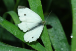 Vorschaubild Lepidoptera, Pieridae, Pieris brassicae, Grosser Kohlweissling_2013_08_24--08-33-45.jpg 
