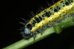 Vorschaubild Lepidoptera, Pieridae, Pieris brassicae, Kohlweissling, Larve_2022_06_03--09-40-43.jpg 