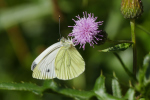 Vorschaubild Lepidoptera, Pieridae, Pieris napi, Rapsweissling_2019_07_17--10-04-58.jpg 