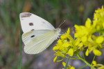Vorschaubild Lepidoptera, Pieridae, Pieris rapae, Kleiner Kohlweissling_2008_06_23--09-01-34.jpg 