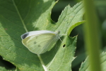 Vorschaubild Lepidoptera, Pieridae, Pieris rapae, Kleiner Kohlweissling_2017_09_19--11-10-29.jpg 