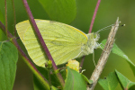 Vorschaubild Lepidoptera, Pieridae, Pieris rapae, Kleiner Kohlweissling_2019_05_07--13-17-50.jpg 