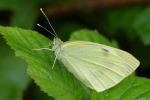 Vorschaubild Lepidoptera, Pieridae, Pieris rapae, Kleiner Kohlweissling_2023_07_02--10-58-32.jpg 