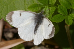 Vorschaubild Lepidoptera, Pieriedae, Anthocharis Cardamines, Aurora-Falter_2007_04_29--10-45-43.jpg 