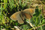 Vorschaubild Lepidoptera, Satyridae,  Erebia nivalis_2012_08_19--08-01-25.jpg 