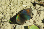 Vorschaubild Lepidoptera, Satyridae,  Erebia nivalis_2012_08_19--10-42-00.jpg 