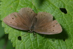 Vorschaubild Lepidoptera, Satyridae, Aphantopus hyperantus_2006_07_29--15-06-00.jpg 