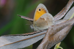 Vorschaubild Lepidoptera, Satyridae, Coenonympha pamphilus, Kleiner Heufalter_2011_06_27--08-41-18.jpg 