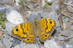 Vorschaubild Lepidoptera, Satyridae, Lasiommata megera_2012_07_27--08-00-19.jpg 