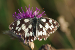 Vorschaubild Lepidoptera, Satyridae, Melanargia galathea, Schachbrett_2009_06_29--06-37-20.jpg 