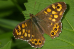 Vorschaubild Lepidoptera, Satyridae, Pararge aegeria_2007_04_18--11-53-37.jpg 