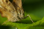 Vorschaubild Lepidoptera, Satyridae, Pararge aegeria_2007_06_11--16-14-19.jpg 