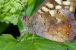 Vorschaubild Lepidoptera, Satyridae, Pararge aegeria_2008_05_23--12-32-43.jpg 