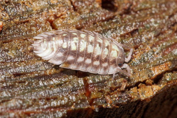 Skaliertes Bild Isopoda, Porcellionidae, Assel_2018_10_02--11-01-33.jpg 