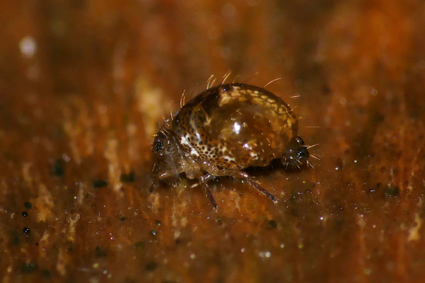 Skaliertes Bild Collembola, Sminthuridae, Allacma, Kugelspringer_2023_08_27--11-18-15.jpg 