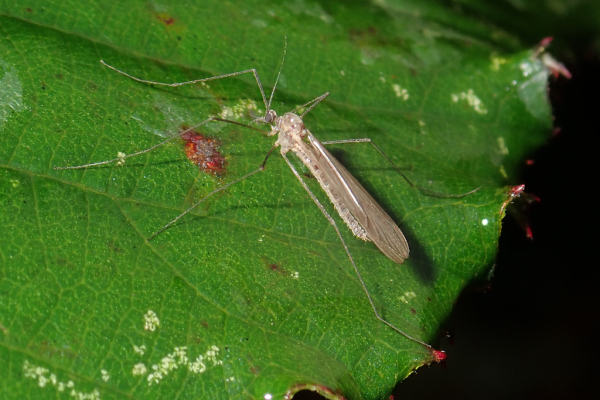 Skaliertes Bild Diptera, Trichoceridae, Trichocera, Wintermuecke_2023_11_28--11-04-01.jpg 