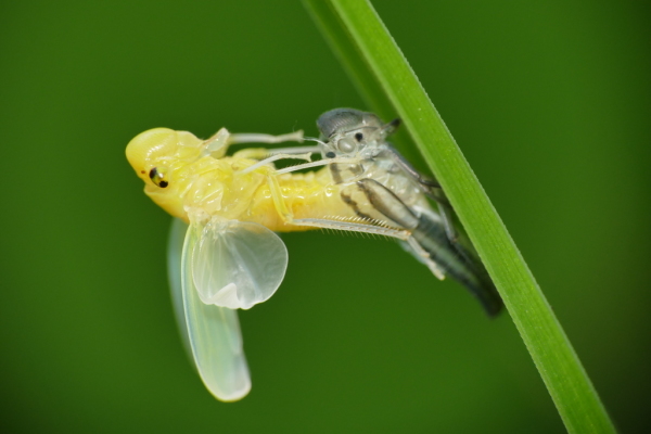 Skaliertes Bild Hemiptera, Cicadellidae, Haeutung_2018_08_28--13-18-36.jpg 