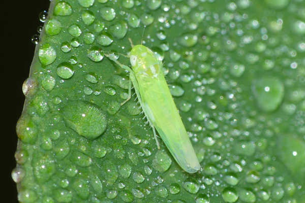 Skaliertes Bild Hemiptera, Cicadellidae,_2023_10_07--10-49-19.jpg 