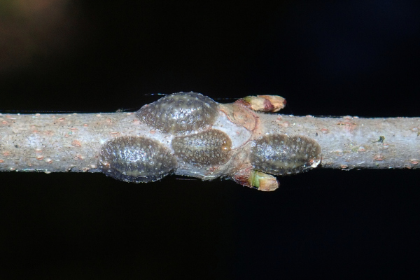 Skaliertes Bild Hemiptera,_2020_05_07--15-30-25.jpg 